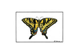 Swallowtail