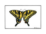 Swallowtail