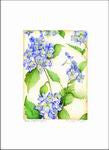 Blue Hydrangea