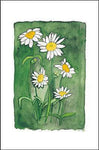 Daisies