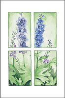 Delphinium