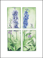 Delphinium