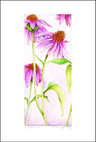Echinacea