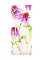 Echinacea