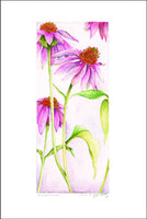 Echinacea