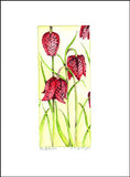 Fritillaria