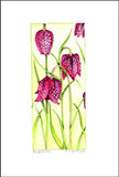 Fritillaria