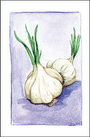 Garlic