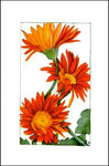 Gerber Daisies