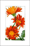 Gerber Daisies