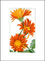 Gerber Daisies