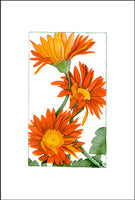 Gerber Daisies