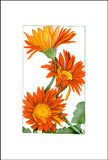 Gerber Daisies