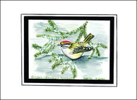 Golden-Crowned Kinglet
