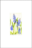 Grape Hyacinth