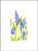 Grape Hyacinth