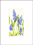 Grape Hyacinth