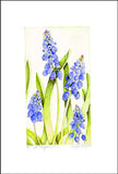 Grape Hyacinth