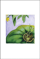 Green Tomato