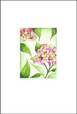 Hydrangea