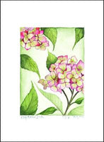 Hydrangea