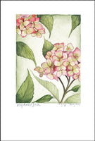 Hydrangea