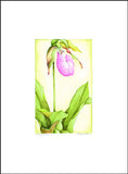 Jim's Lady Slipper
