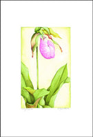 Jim's Lady Slipper