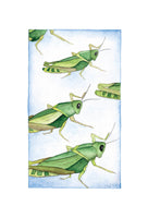 Bugs Collection