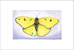 Sulphur Butterfly