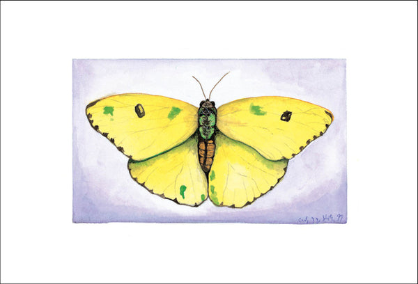 Sulphur Butterfly