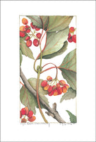 Highbush Cranberry