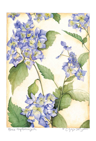 Blue Hydrangea