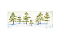 Spruce Trees