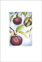 Fruit Collection