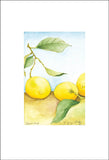 Fruit Collection