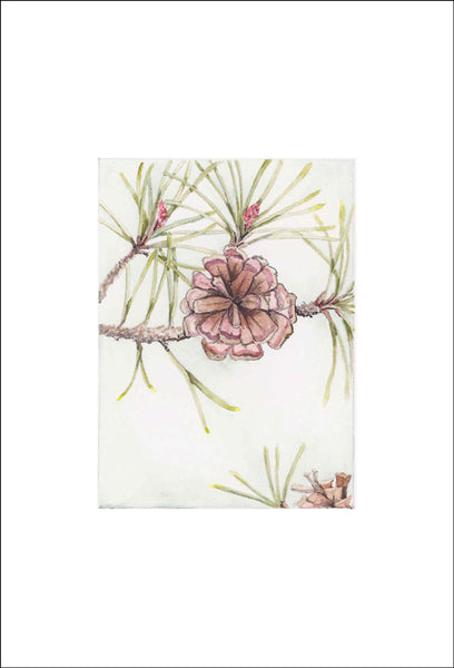 Pine Cone