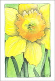 Daffodil