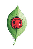 Bugs Collection