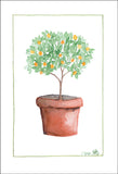 Orange Tree