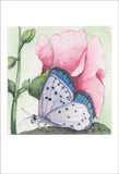 Spotted Butterfly