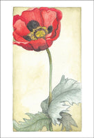 Single Poppy