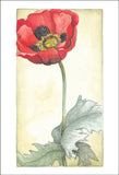 Single Poppy
