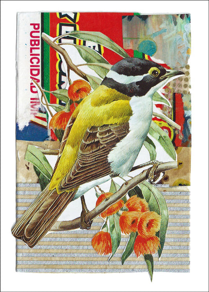 Golden-backed Honeyeater<br>by Liz Cohn