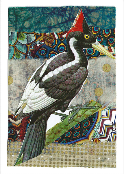 Ivory-billed Woodpecker<br>by Liz Cohn