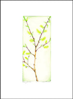 Late Pussy Willow
