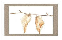 Leaves