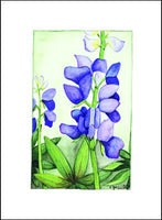 Lupine