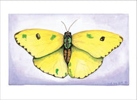 Sulphur Butterfly