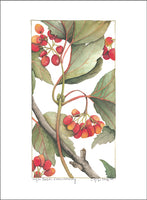 Highbush Cranberry